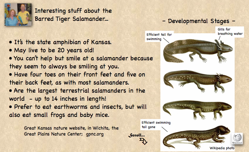 Salamander Metephorisus