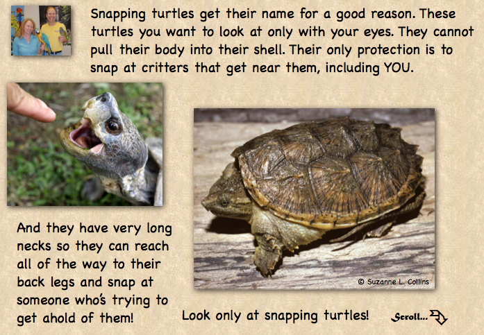 Common Snapper turtle