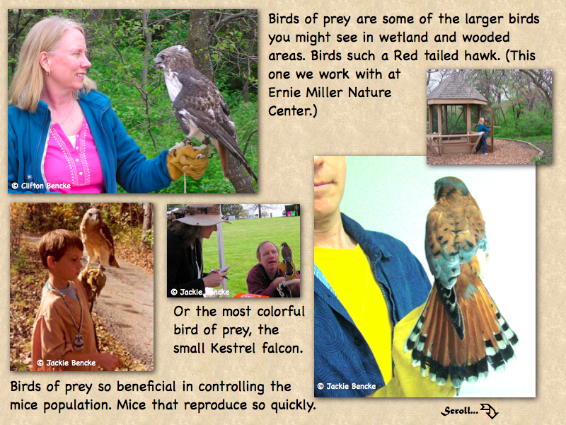 Birds of Prey; Hawks and Falcons