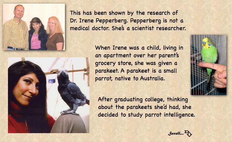 Dr. Pepperberg Parrot research